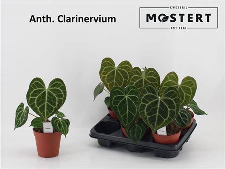 Anthurium Clarinervium