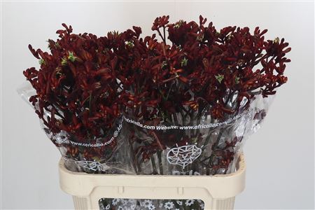 Anigozanthos Early Spring Indoor