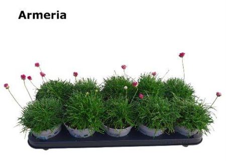 Armeria Maritima Rose