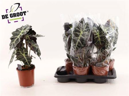 Alocasia Polly