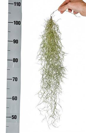 Tillandsia Usneoides