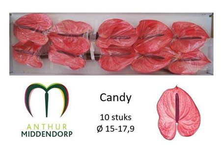 Anth A Candy