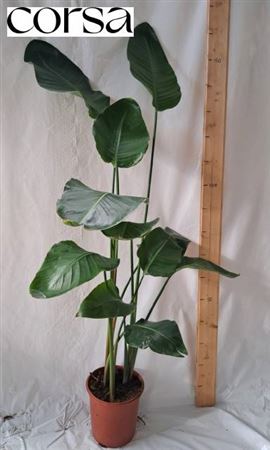 Strelitzia Nicolai 3 Pp