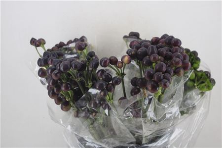 Pepers Round Black P Bunch
