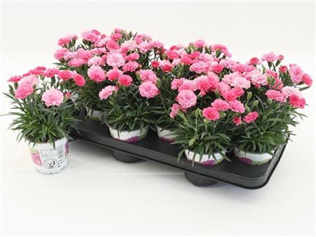 Dianthus I Love You