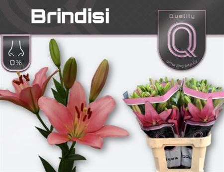 Li La Brindisi