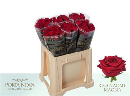R Gr Red Naomi P Nova