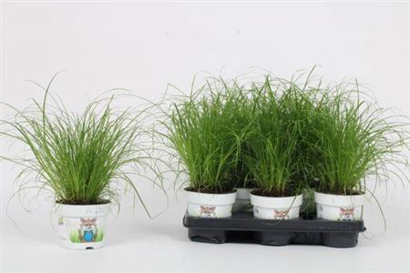 Cyperus Zumula
