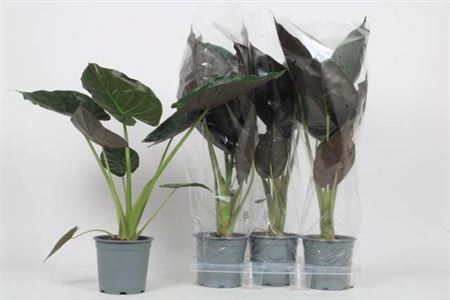 Alocasia Wentii