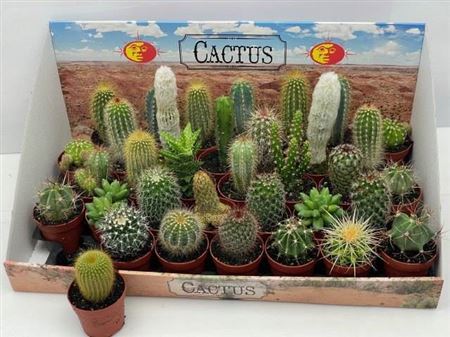 Cactus Gemengd
