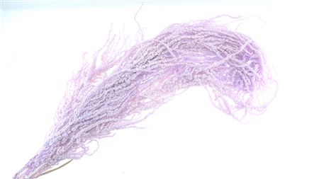 Amaranthus Preserved Lavender