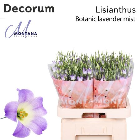 Eus E Botan Lav Mist