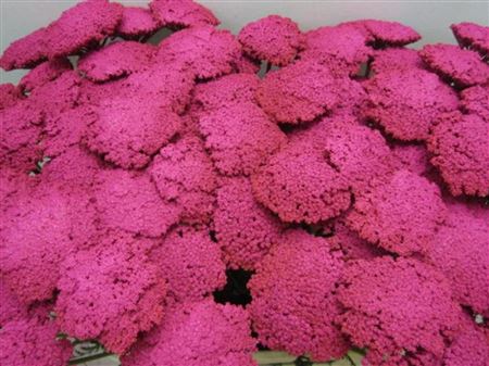 Achillia Cerise
