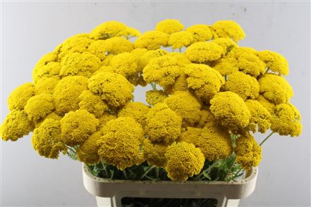 Achil F Park Variety