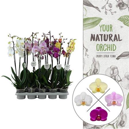 Phal Gem 2 Tak Your Natural Orchid