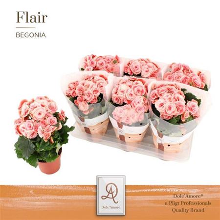 Begonia Borias P14 Dolcamore(r) F
