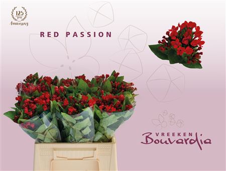 Bou En Red Passion