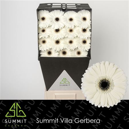 Ge Gr Iceberg Diamond
