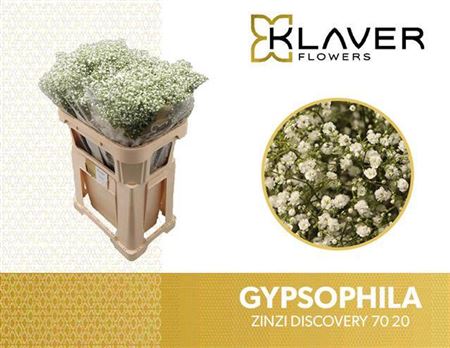 Gyps Pa Zi Discovery