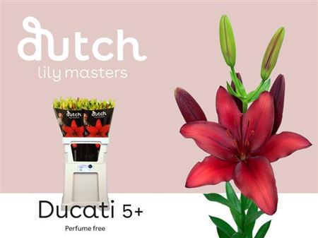 Li As Ducati 5+