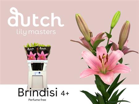 Li La Brindisi 4+