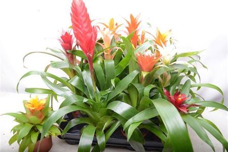 Bromelia Gem 12 Sort
