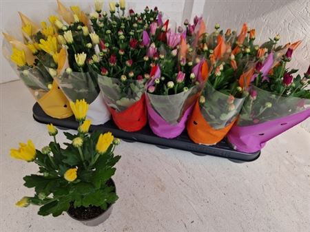 Chrys Mixed 6 Color