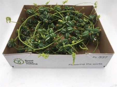 Sier Cuc Diplocycos Green P Box
