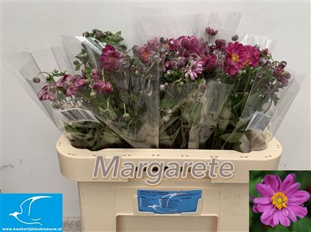 Anem Margerate