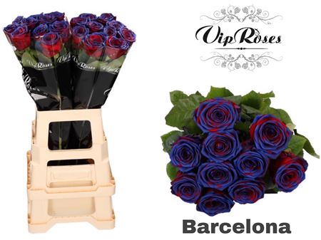 R Gr Red Naomi Barcelona X20