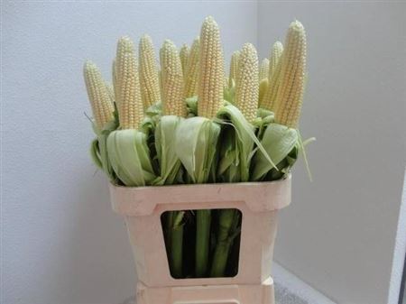 Zea Mays Tak