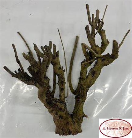 Seringenhout 40cm P/tk