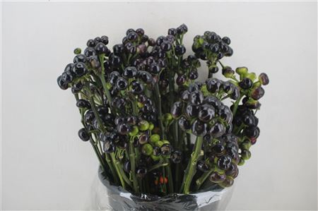 Pepers Round Black P Bunch