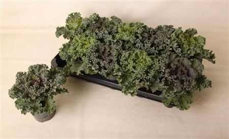 Brassica Gemengd Gekruld