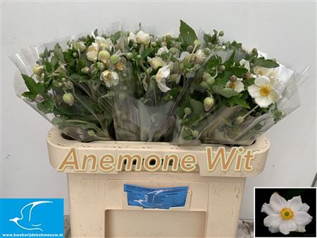 Anem Ov