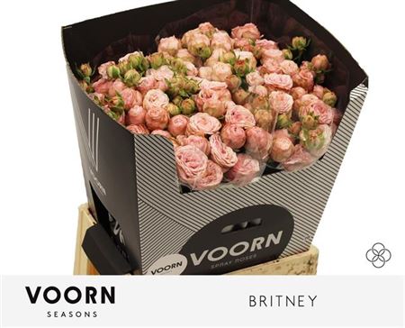 R Tr Britney