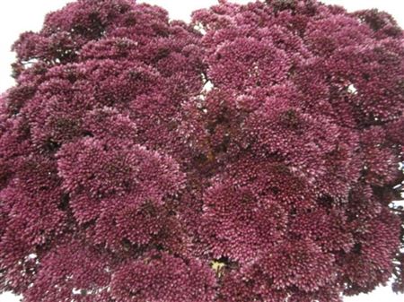 Sedum Aubergine