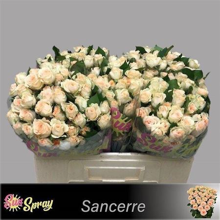 R Tr Sancerre X 60