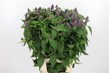 Agastache