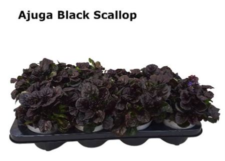 Ajuga R Braunherz