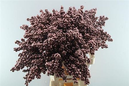 Peper Bes Op Stok Bordaux