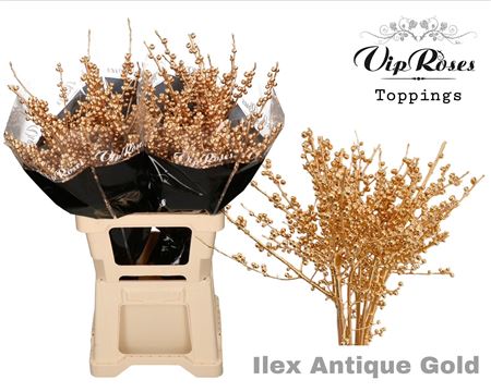 Ilex Antique Gold 70 Cm 997