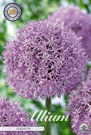 Bloembol Allium Gladiator (x1) 20/+