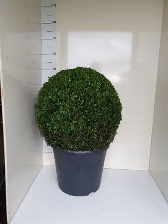 Buxu Semp Bolvorm 50cm Xl