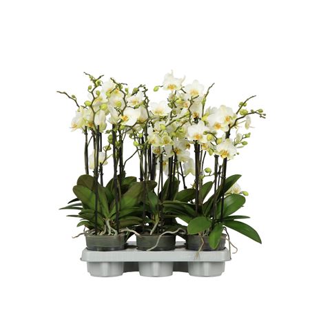 Phal Boquetto (bo) Beauty 3-5 Tak 45cm