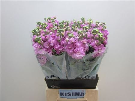 Matth Iron Pink
