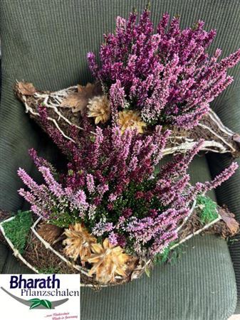 Dec Hout