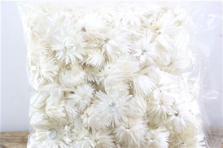 Basic Capblumen Heads 120pc 50gr