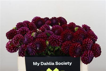 Dahl Ivannetti