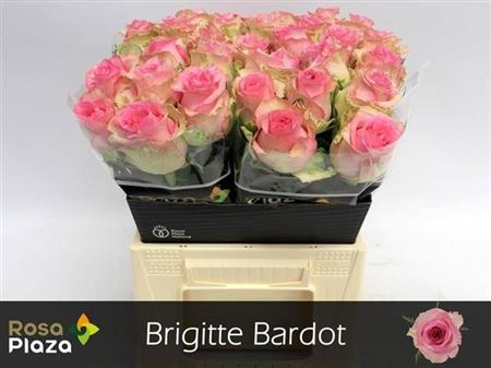 R Gr Brigitte Bardot